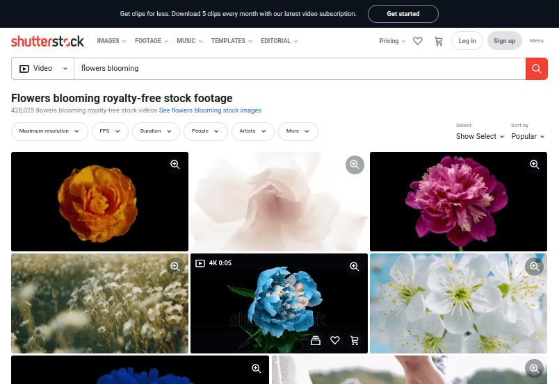Shutterstock - Flowers Blooming